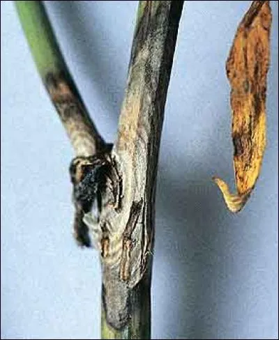 Quelle est cette maladie ?