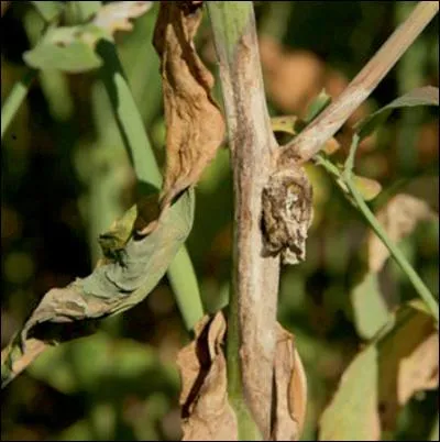 Quelle est cette maladie ?