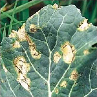 Quelle est cette maladie ?