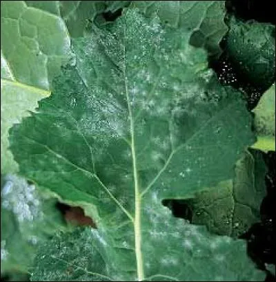 Quelle est cette maladie ?