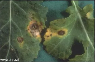 Quelle est cette maladie ?