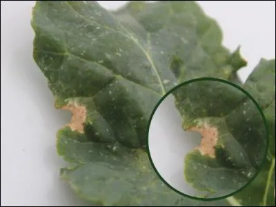 Quelle est cette maladie ?