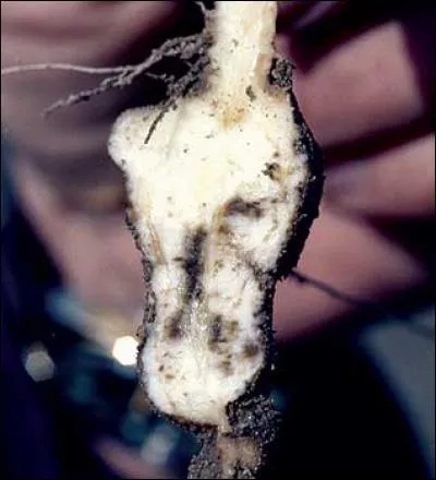 Quelle est cette maladie ?