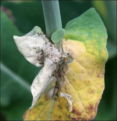 Quelle est cette maladie ?