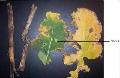 Quelle est cette maladie ?