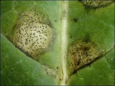 Quelle est cette maladie ?