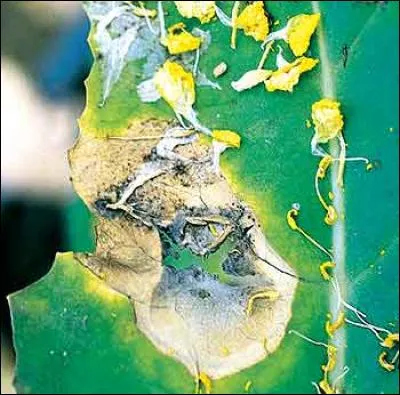 Quelle est cette maladie ?