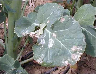 Quelle est cette maladie ?