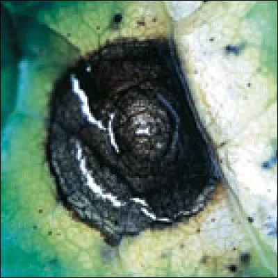 Quelle est cette maladie ?