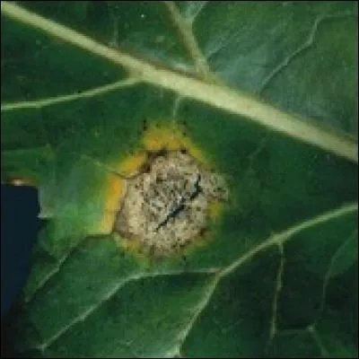 Quelle est cette maladie ?