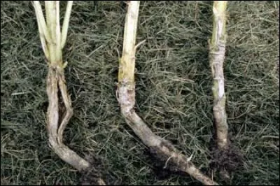 Quelle est cette maladie ?