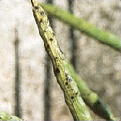 Quelle est cette maladie ?