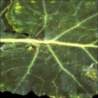 Quelle est cette maladie ?