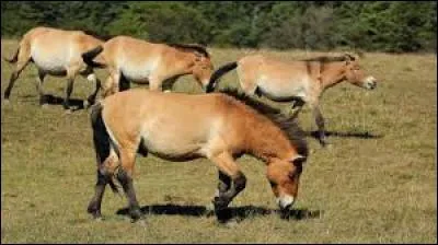 Une race de chevaux existait déjà il y a +/- 15 000 ans. Actuellement, dans les Cévennes, vit encore à l'état sauvage un troupeau d'une quarantaine de chevaux de cette race.