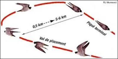 Le faucon pèlerin peut atteindre une vitesse de 300 km/h quand il plonge sur une proie.