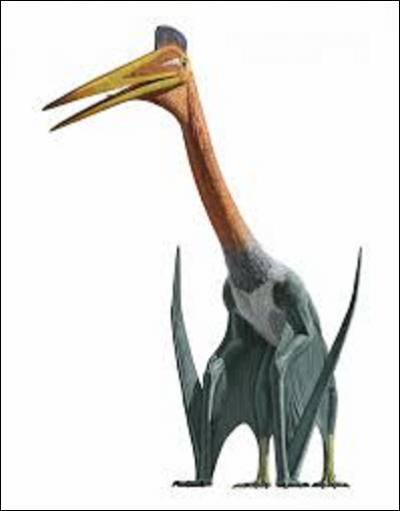 Quel est le nom de ce dinosaure du genre ptérosaure qui vivait au crétacé supérieur en Amérique du Nord, il y a 66 millions d'années environ ? (Ce dernier était le deuxième plus grand animal volant ayant existé. Il mesurait 12 mètres d'envergure, 8 mètres de long, 6 mètres de haut s'il se déplaçait à quatre pattes, pour un poids de 100 kilogrammes).
