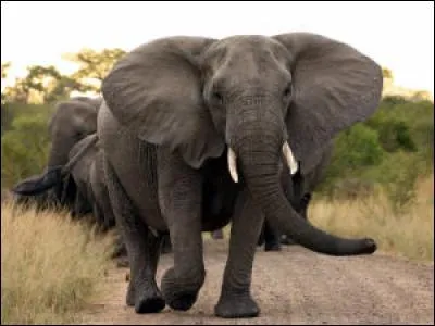 Quelle est la race d'éléphant qui pèse le plus lourd ?