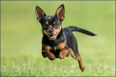 Quelle taille fait le plus petit chien du monde ?