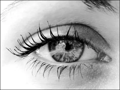 Quel animal a les plus gros yeux ?