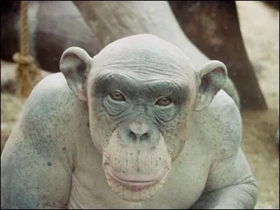 Lequel de ces animaux a la plus grande espérance de vie ?