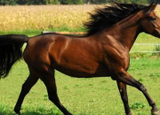 Quiz Races de chevaux