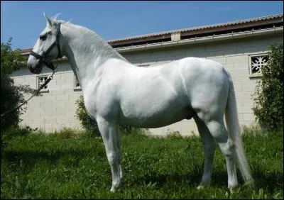 La race du cheval est...