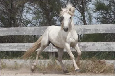 Quelle est cette race ?