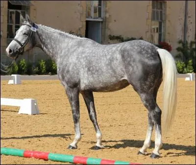 De quelle race s'agit-il ?