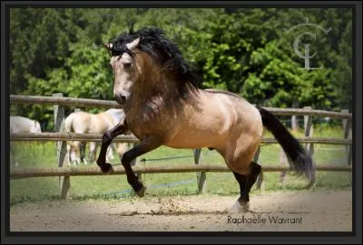 Ce cheval est de race...