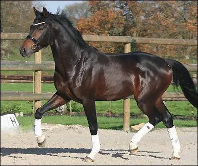 Il s'agit d'un cheval...