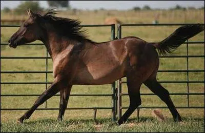 À quelle race ce cheval appartient-il ?