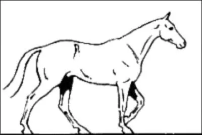 Pour partir au pas, il faut :