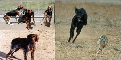 Voici deux vers de la comédie-ballet « le facheux » de Molière : 
« De ces gens qui, suivis de dix « hourets » galeux, 
Disent ma meute et font les chasseurs merveilleux. »
Que signifie « houret » ?