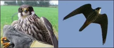 Voici un petit dialogue : 
Quoi ? Tu vas chasser le « hobereau » ? Te rends-tu compte de ce que tu vas faire ?
Oui, très bien, mais, rassures-toi, je ne risque rien ou pas grand-chose ! 
Quelle est la PREMIERE signification du mot « hobereau » ?