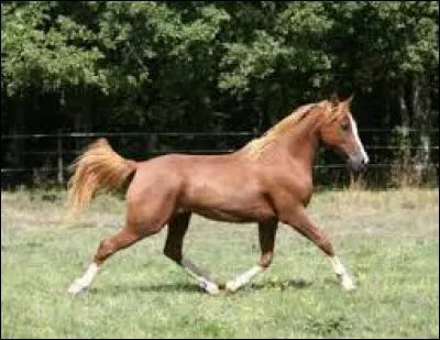 Le trot peut être plus rapide que le galop.