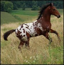 Quiz Galop 3