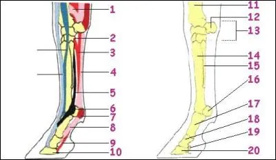 Quelle partie représente le numéro 6 ?