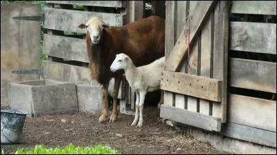 Dans quel pays pouvez-vous déguster cette spécialité, devenue plat national, le haggis ?