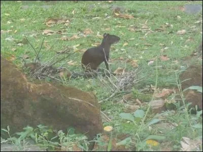 Nous sommes en Guyane, sur l'une des trois îles du Salut, quel personnage vous vient à l'esprit si je vous dis "J'accuse" ?