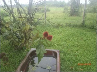 Que pouvez-vous faire avec ce fruit, le roucou ?