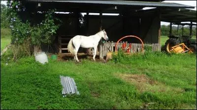 Le cheval est un équidé, appartenant à l'ordre des périssodactyles, tout comme le rhinocéros et ...