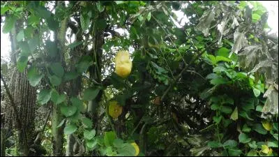 Le fruit, que vous voyez sur la photo, fait partie, tout comme le maracuja, des fruits de la passion, c'est le modèle géant, qui peut peser plusieurs kilogrammes, on l'appelle également ...