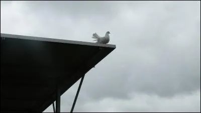 Ces quelques vers terminent une fable de Lafontaine, trouvez son nom : Ah ! si mon coeur osait encore se renflammer ! - Ne sentirai-je plus le charme qui m'arrête ? - Ai-je passé le temps d'aimer ?