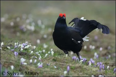 Mon premier est très utile pour nous, mon second est moche.