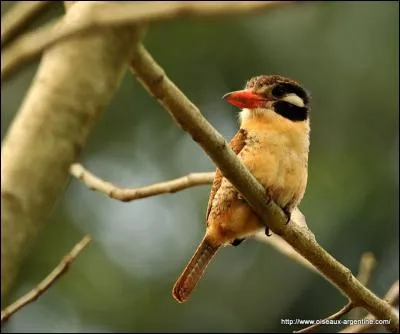 Mon premier est un adjectif possessif, mon second est féminin, mon troisième est l'étymologie de "oncle" en latin.