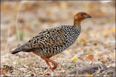 Mon premier est un synonyme de honnête, mon deuxième on peut le grimper, mon troisième est plus petit que deux.