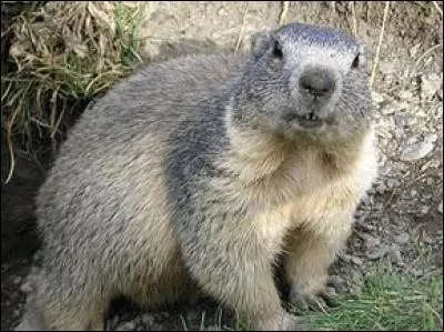 Quel est cet animal ?