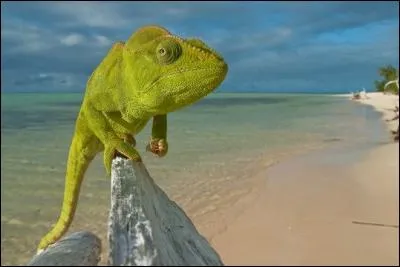 Quel est ce reptile ?