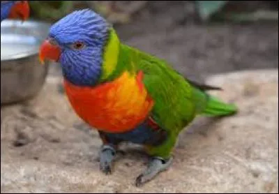 Quelle est cette sorte d'oiseau ?