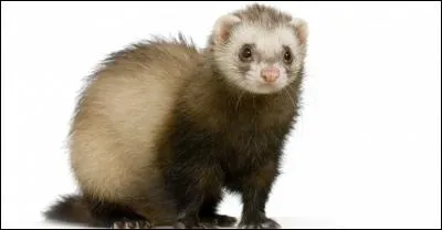 Qu'est-ce que cet animal ?